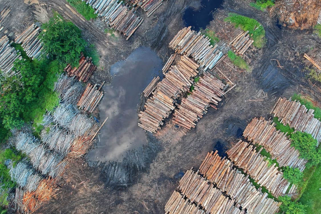 Forestry management technology - timber tracking and sustainable forest management software solutions